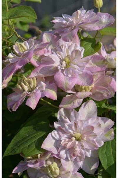 Hobiflora Clematis İnnocent Blush Fidanı