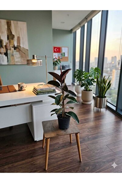 Yades Canlı Siyah Kauçuk Çiçeği - Ficus Abidjan Siyah Saksılı İç Mekan Salon ...