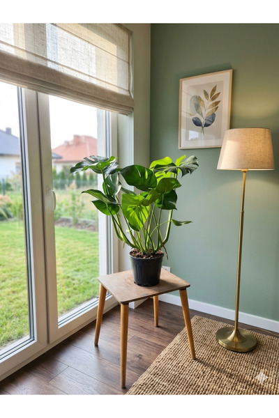 Yades Canlı Monstera Deliciosa Deve Tabanı - Büyük Boy İthal Salon Bitkisi Ev...