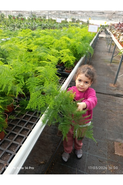 bitkidünyam Canlı Tül Kuşkonmaz Bitkisi - Asparagus Setaceus Dekoratif Salon ...