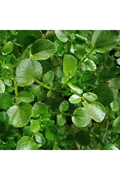 Empressco Doğal Su Teresi Tohumu 50 Adet – Sağlıklı ve Besleyici Tohumlar