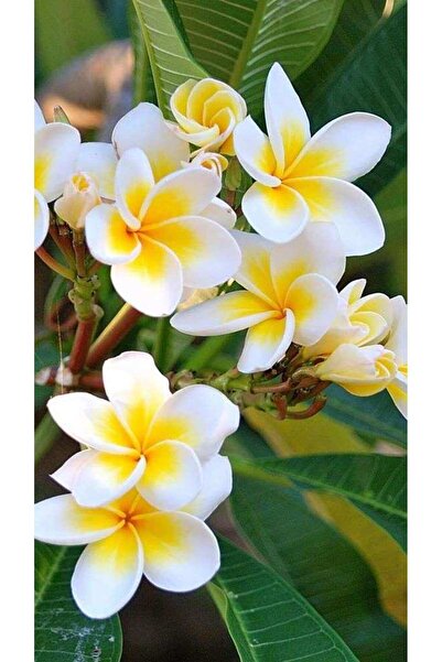 Empressco Saksıda Amerikan Fulu (PLUMERİA ALBA) Fidanı, canlı ve sağlıklı büy...