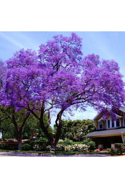 Empressco Mor Çiçekli Paulownia Fidanı, Yoğun Kokulu, 30-50 cm, Sağlıklı ve G...