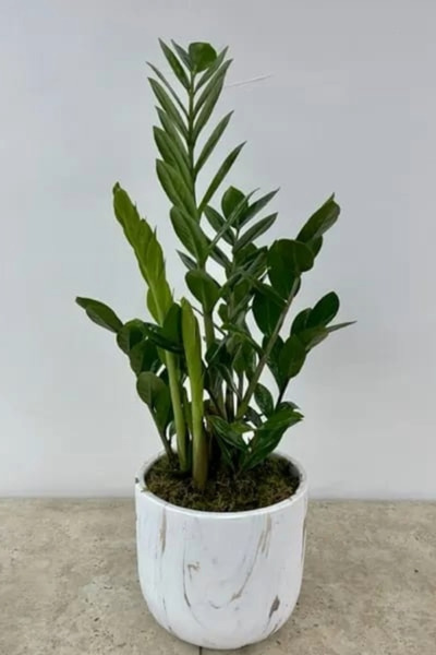 NO BRAND Planta naturala Zamioculcas D14
