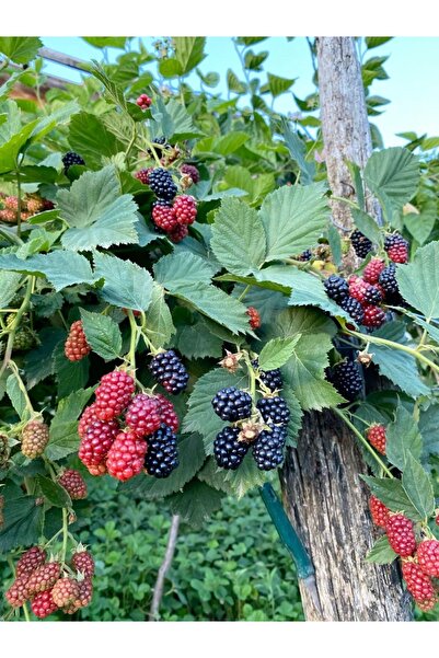 FİDANLIDAN 4 - 5 Metre Dikensiz Jumbo Böğürtlen Fidanı