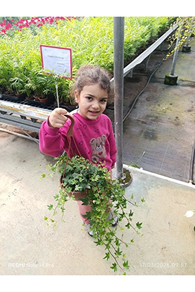 bitkidünyam Canlı Sarkan Sarmaşık (Hedera Helix) Askılı Saksıda - Ev & Ofis D...