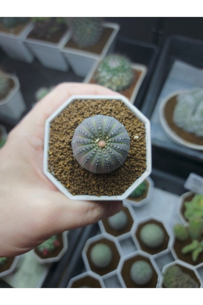 variegataseeds Frailea Castanea (Kestane Kaktüs saksısız)
