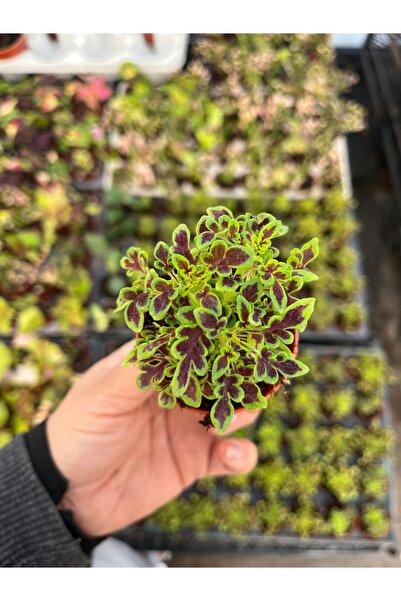 nazlı çiçekçilik Yaprak Güzeli Coleus Fırfırlı 5,5lik Saksıda Fide