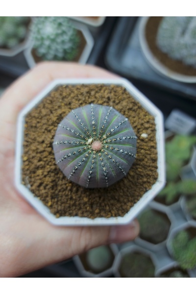 variegataseeds Frailea Castanea (Kestane Kaktüs saksısız)