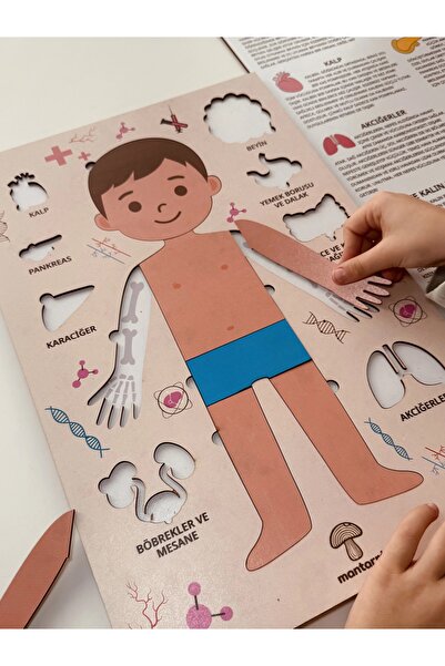 Mantarre Montessori Çocuk Anatomi Puzzle | İnsan Vücudu Organları Eğitici Oyu...