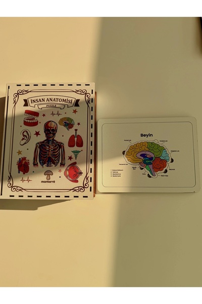 Mantarre Montessori İnsan Anatomi Kartları | Eğitici Vücut Organları Öğrenme ...