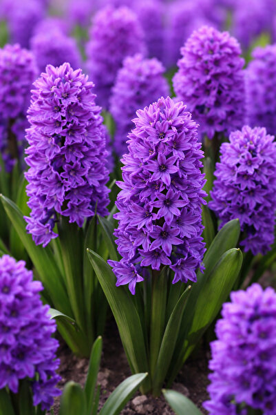 çilekdiyarii MOR SAKSIDA K0KULU SÜMBÜL FİDANI