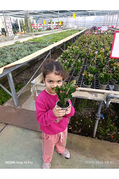 bitkidünyam Yılbaşı Kakitüsü Özel Formlu Canlı Bitki - Bol Çiçek Garantili Ev...