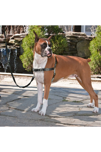 PetSafe "Easy Walk" dog harness, black, XL