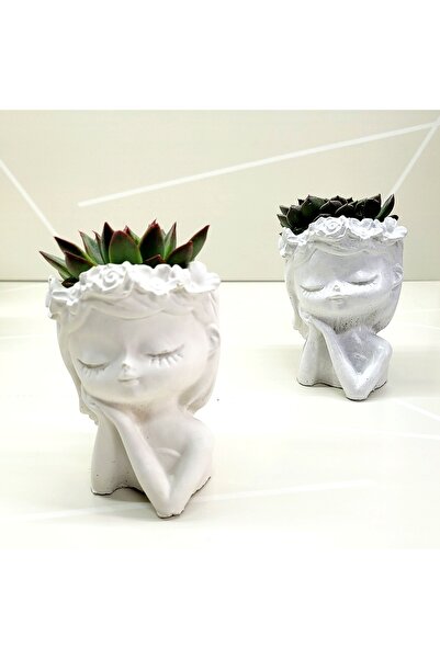 Suculent Urban Bella