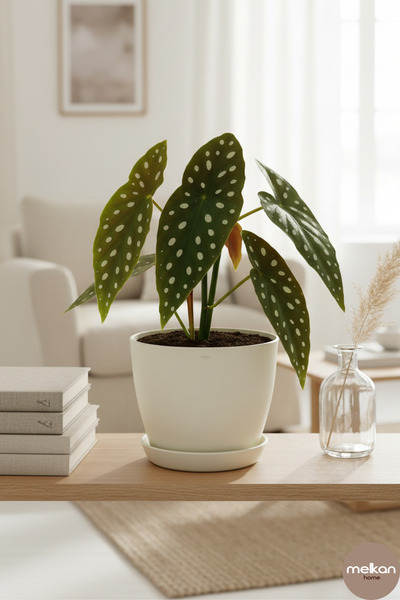 Melkan Home 6 Litre Begonya Saksı – 22x21 cm Mat Bitki Saksısı | İç ve Dış Mekan Uyumlu Dayanıklı Çiçek Saksı