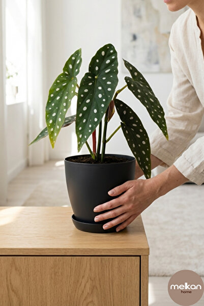 Melkan Home 6 Litre Begonya Saksı – 22x21 cm Mat Bitki Saksısı | İç ve Dış Me...
