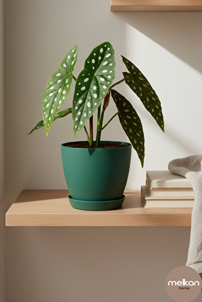 Melkan Home 6 Litre Begonya Saksı – 22x21 cm Mat Bitki Saksısı | İç ve Dış Me...
