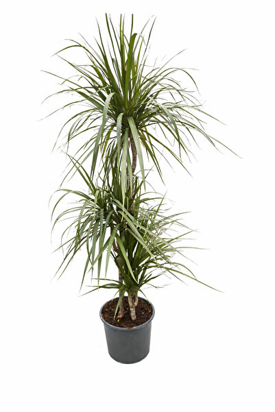 ERNAZ Dracaena Marginata 3 Gövdeli | 21 cm Saksı 100-120 cm | Dekoratif Canlı...
