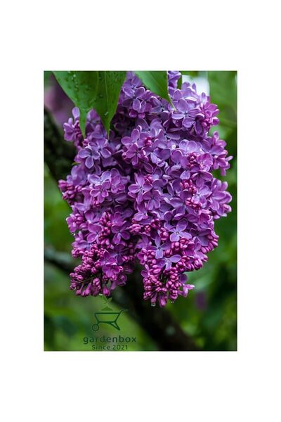 Mimoza Kokulu Leylak Çiçeği Fidanı 1 Adet 40-80 cm (Syringa)
