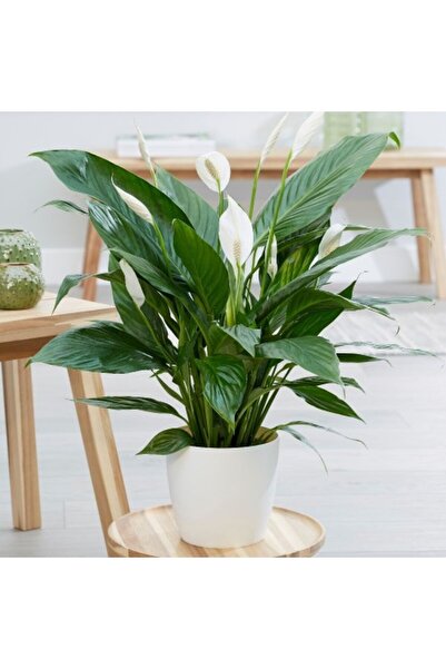 Tunç Botanik BARIŞ ÇİÇEĞİ Spathiphyllum 60+ cm - Hediyelik Salon Ofis Bitkisi