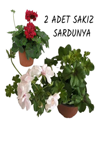 İlkadım Botanik 2 ADET SAKIZ SARDUNYA ÇİÇEĞİ