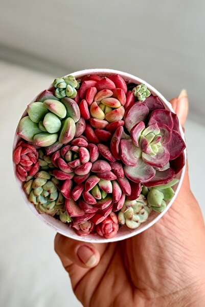 Mialys Mikro Sukulent Aranjmanı Kırmızı Renkli Türler Hediyelik Canlı Bitki -...