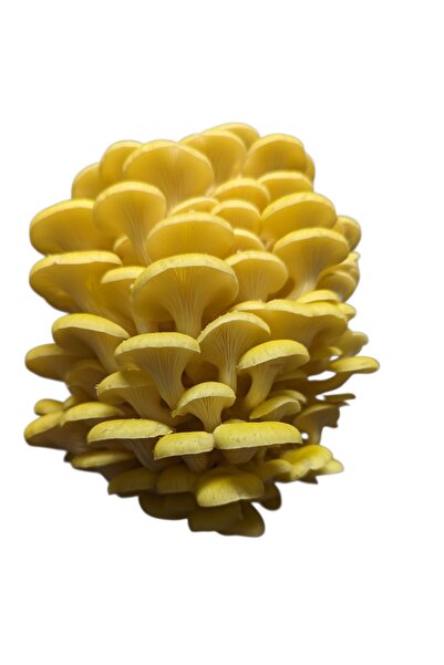 Arnego Sarı istiridye mantar tohumu 500 gr