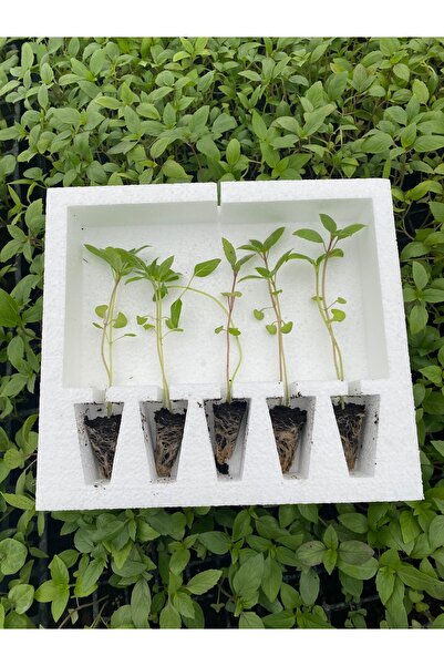 AAC TARIM 5 Adet Fesleğen Fidesi
