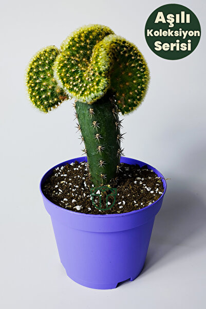 Toptan Kaktüs Beyin Kaktüs – Aşılı Koleksiyon Kaktüsü – Dekoratif Saksı Kaktüsü