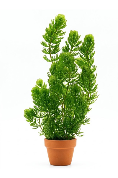 sevgipet SVGPT Java Moss Canlı Akvaryum Bitkisi No:35