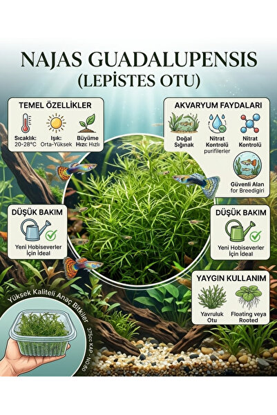 sevgipet SVGPT Vallisneria Spiralis Canlı Akvaryum Bitkisi No:60