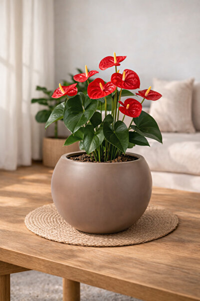CANBOTANİK Mocha Küre Saksı 20 cm Plastik – Modern Dekoratif Çiçek Saksısı Sa...