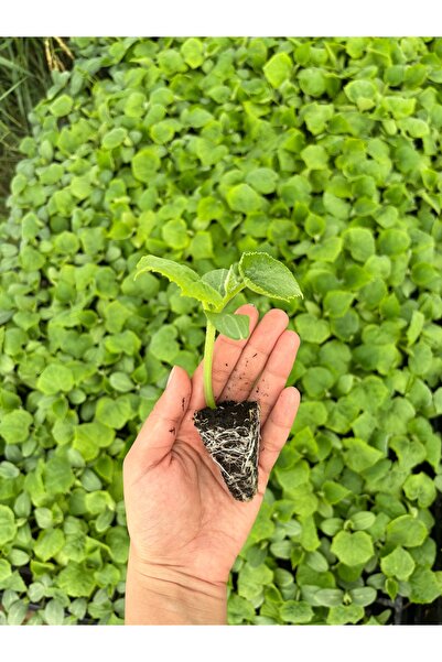 AAC TARIM Çıtır Çengelköy salatalık fidesi 5 adt