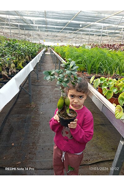 bitkidünyam Ficus Ginseng Bonsai Canlı Bitki - Özel Formlu İthal Dekoratif Sa...