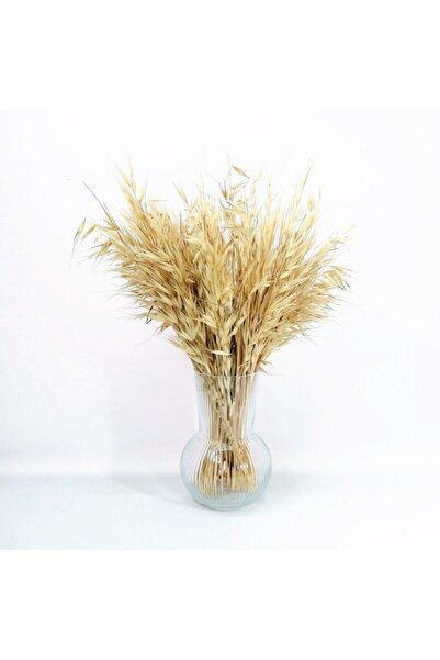 Hidden Botanics Premium Naturel Kuru Çiçek Yulaf Otu Demeti 50 Cm - Bohem Ev ...