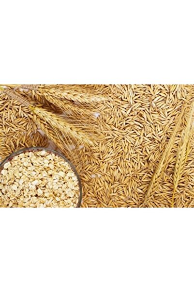 Asenya Yulaf Tohumu 500 Kg Ilaçsız Yulaf Tohumu Doğal Yulaf Tohumu Yemlik Yulaf