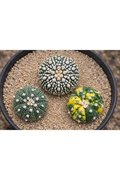 variegataseeds Astrophytum asterias ve 'Variegated' kaktüsler 3 adet ( saksısız)