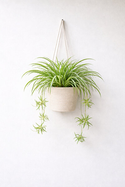 ÖRGÜM Cobalt Decorative Flower Baskets Cobalt Organizers 20X18 cm Plant and V...