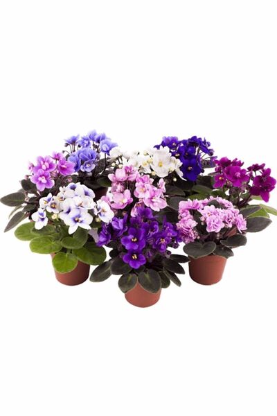 Empressco Düz Renkler Afrika Menekşesi 3 Saksı, Canlı ve Şık Dekoratif Bitki