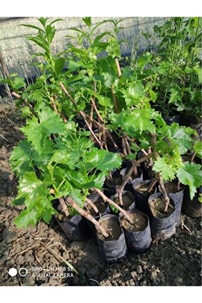 Empressco Sağlıklı Sultaniye Üzüm Fidanı, Tüplü, 10-30 cm, Hızlı Teslim