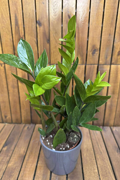 NO BRAND Planta naturala Zamioculcas D14