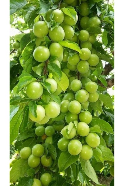 FİDANLIDAN Çok Verimli 4 Yaşında Can Erik Fidanı 180 200 Cm