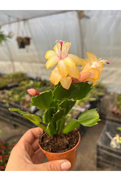 nazlı çiçekçilik Yılbaşı Çiçeği Kaktüsü Fide 5,5lik Saksıda SARI RENK