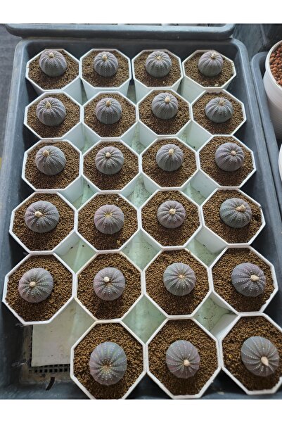 variegataseeds Frailea Castanea (Kestane Kaktüs saksısız)
