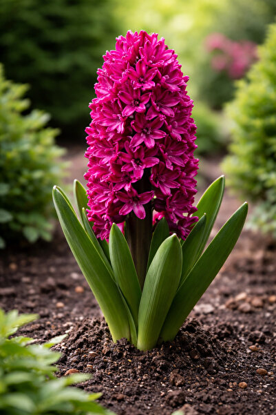 çilekdiyarii PEMBE SAKSIDA K0KULU SÜMBÜL FİDANI