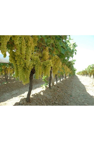 FİDANLIDAN Tüplü Sültaniye Çekirdeksiz Üzüm Fidanı Boy 1,5-2 Metre
