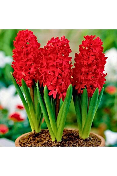 çilekdiyarii KIRMIZI SAKSIDA K0KULU SÜMBÜL FİDANI