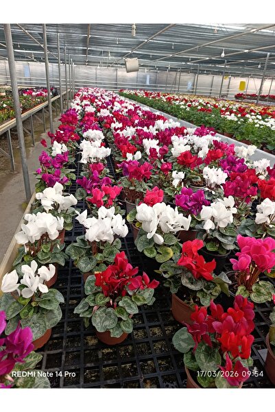 bitkidünyam Muhteşem Renk Cümbüşü Cyclamen (Sıklamen) Çiçeği - İç ve Dış Meka...