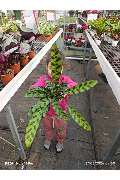 bitkidünyam GÖZ ALICI Calathea Lancifolia - Özel Desenli Canlı Dua Çiçeği - E...